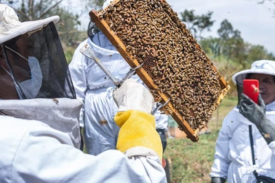 Bee Nest Removal
