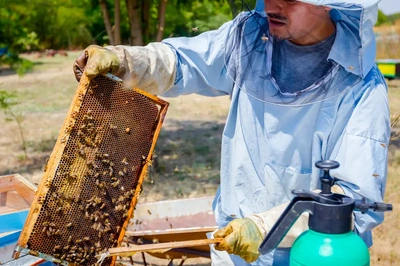 Residential Bee Removal